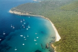 cala violina