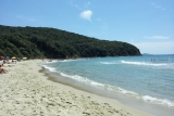 cala_violina